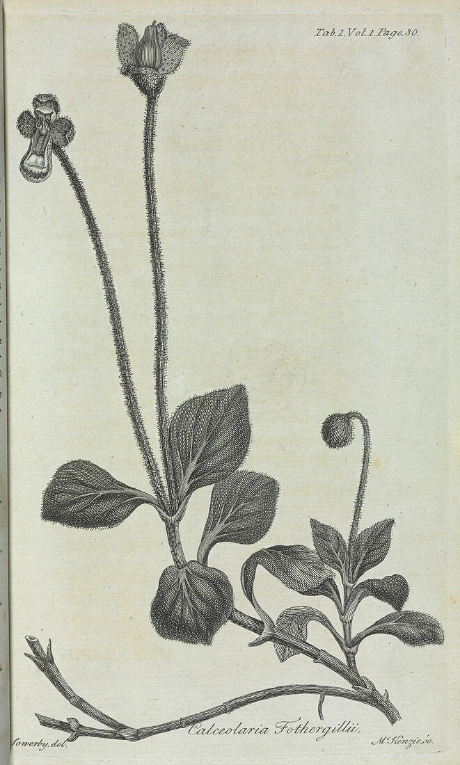 Slipperwort illustration,18th century