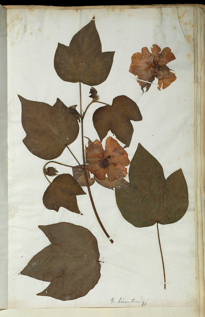 Pressed tree cotton (Gossypium arboreum)