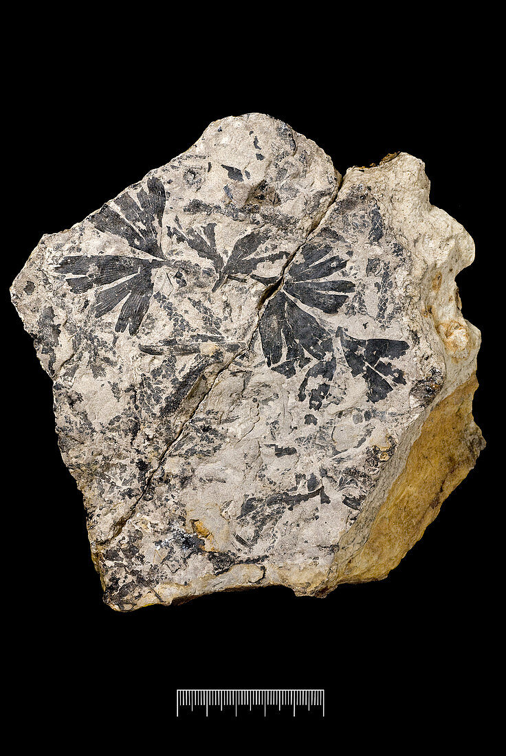Maidenhair tree (Ginkgo huttoni) fossil