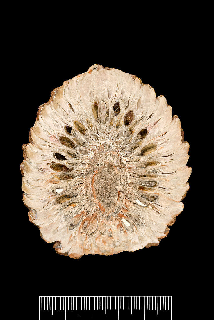 Pine cone (Araucaria mirabilis) fossil
