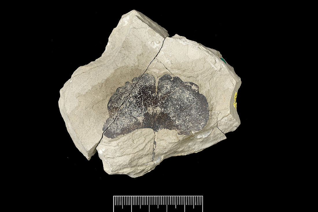 Maidenhair tree (Ginkgo gardneri) fossil