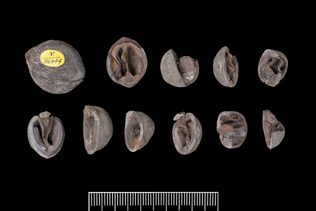 Fossil walnuts