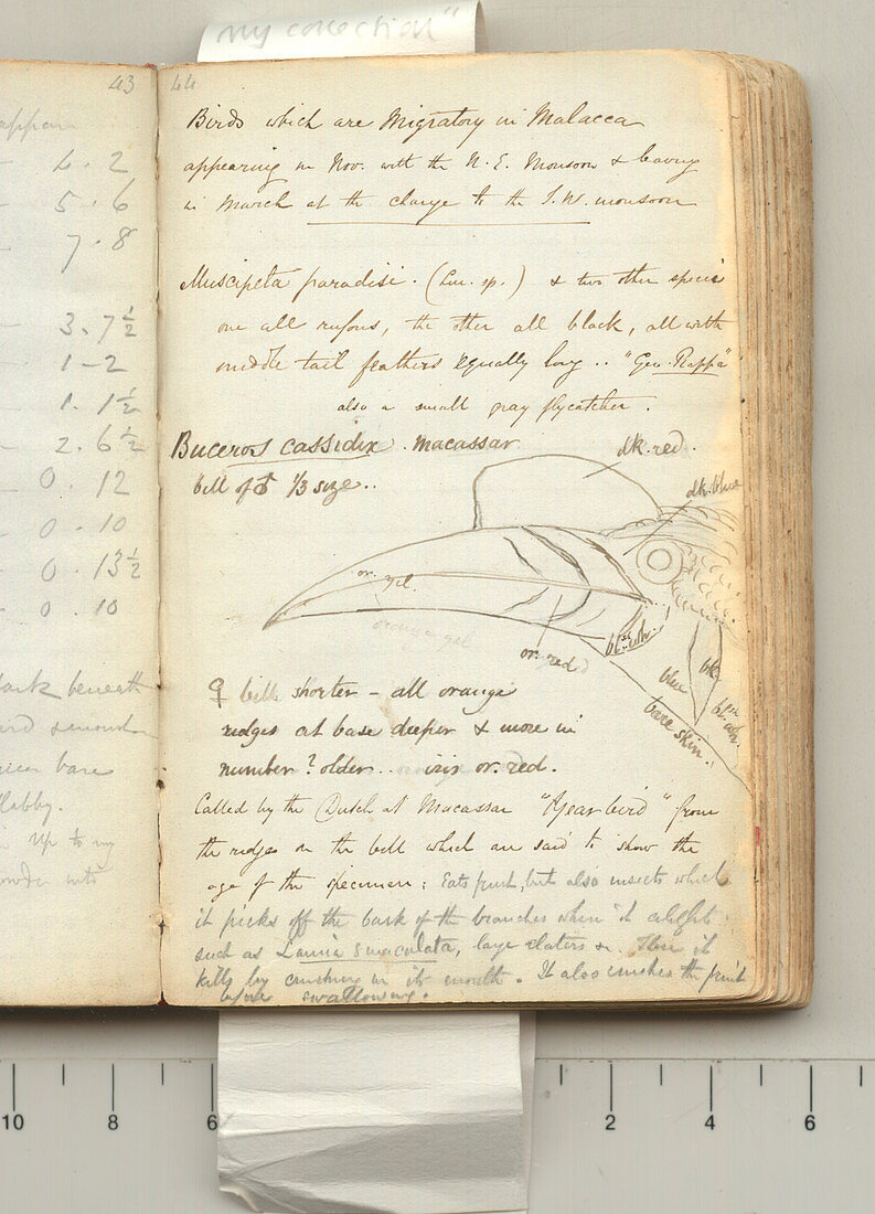 Wallace's expedition notes,1850s