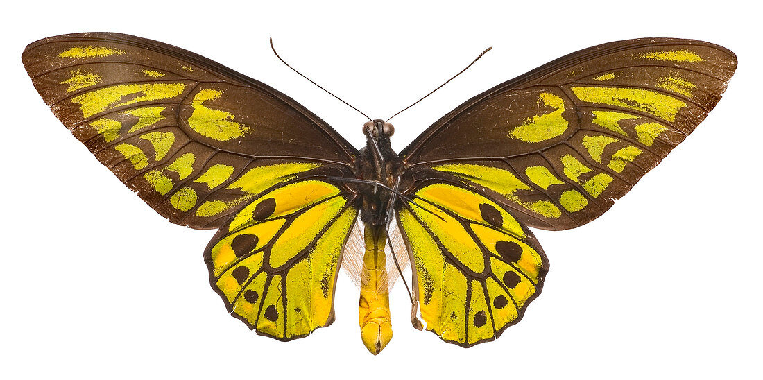 Wallace's golden birdwing butterfly