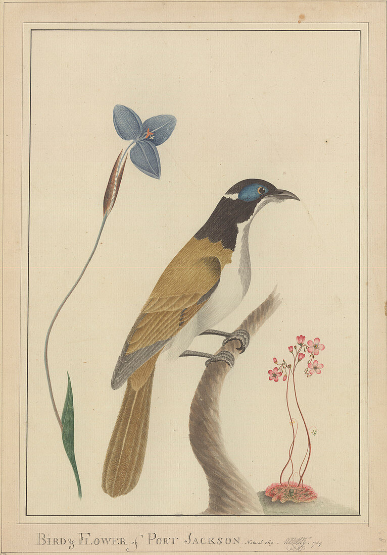 Blue-faced honeyeater and flowers artwork