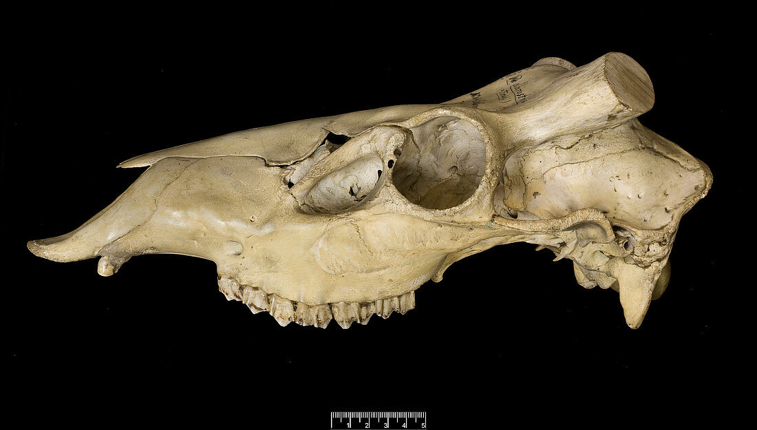 Thorold's deer skull