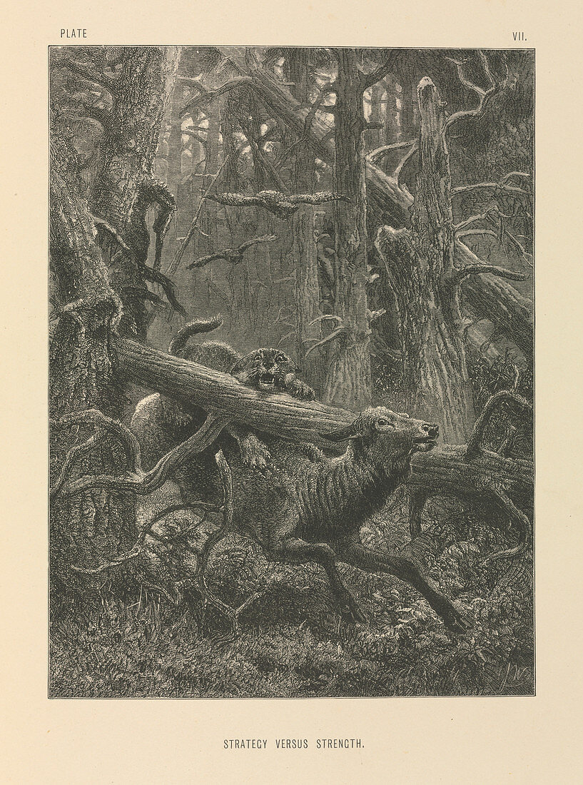 Deer and forest cat,19th century