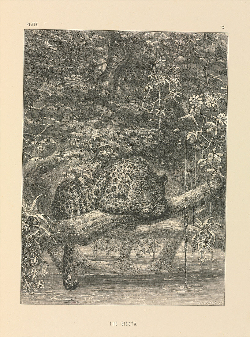 Jaguar resting,19th century