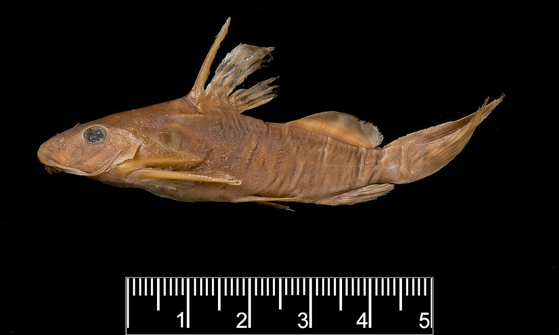 African freshwater catfish specimen