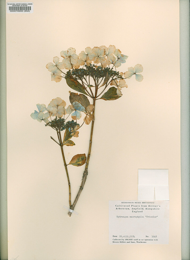 Pressed Hydranga macrophylla 'Tricolor'