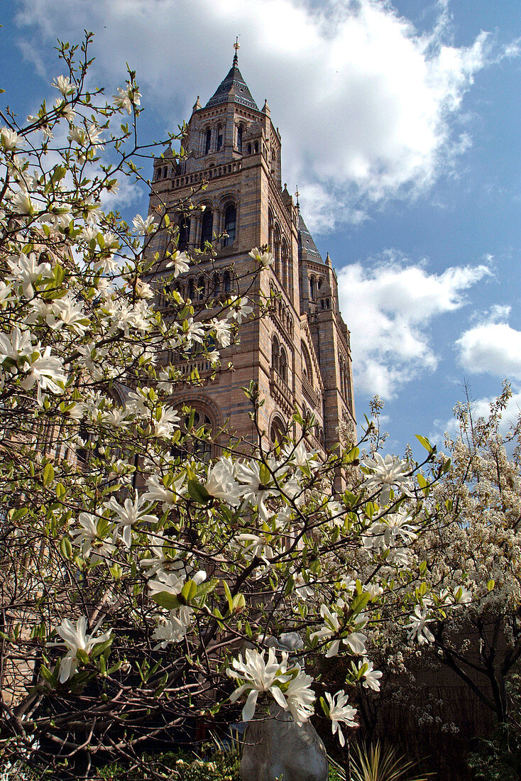 Natural History Museum,tower and tree