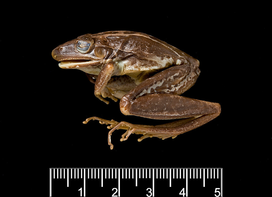 Female adult rocket frog specimen