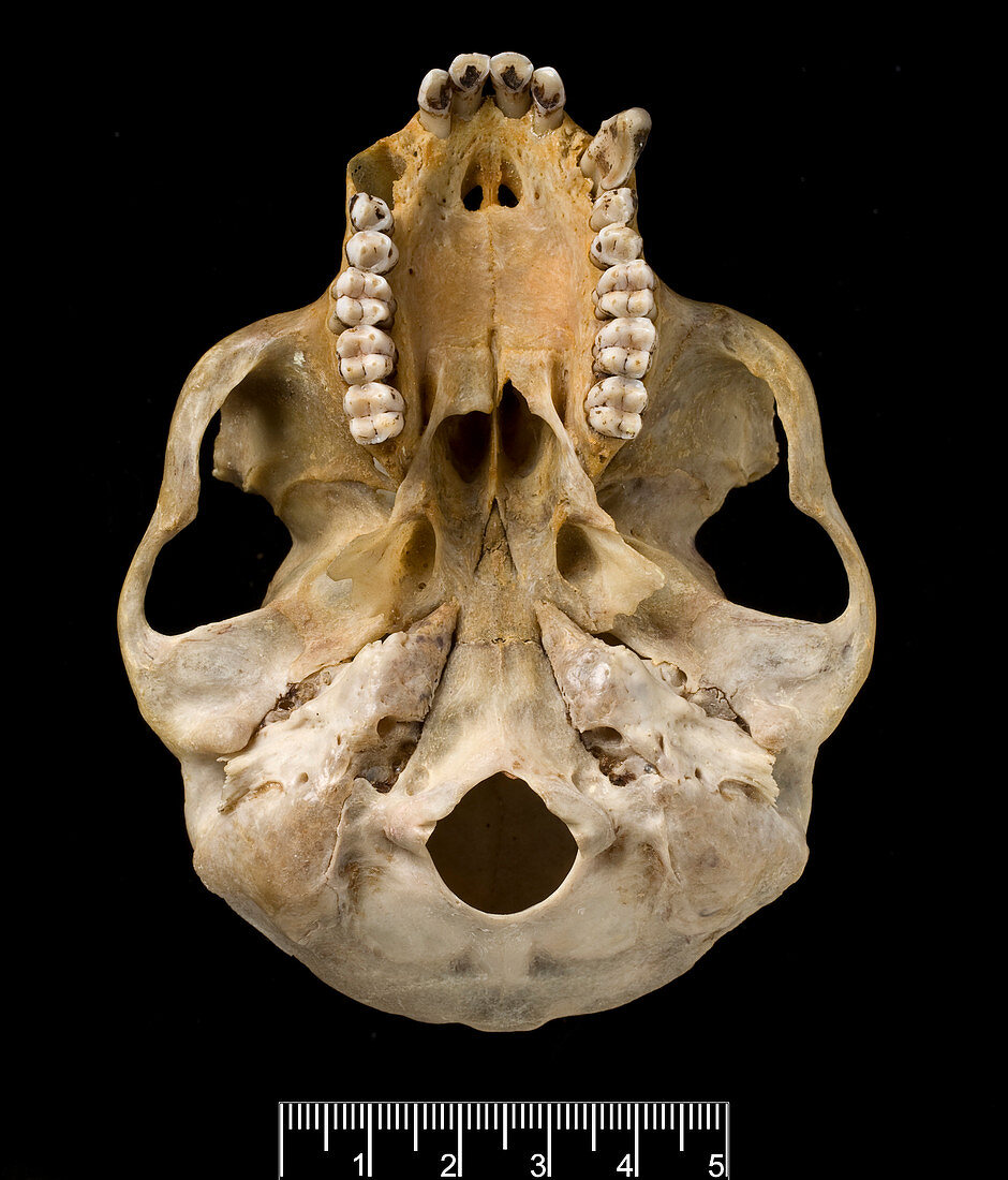Male Delacour's langur skull