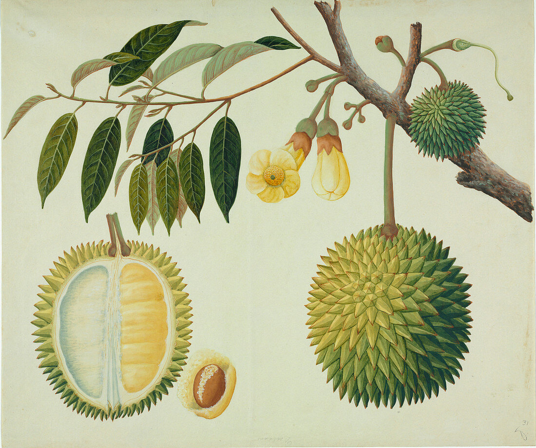 Durian (Durio zibethinus) plant,artwork