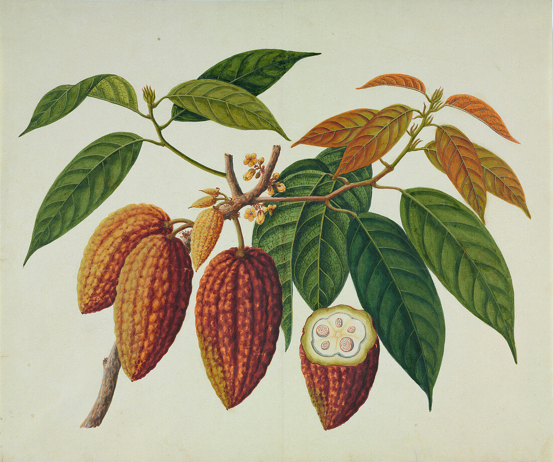Cocoa plant (Theobroma cacao),artwork