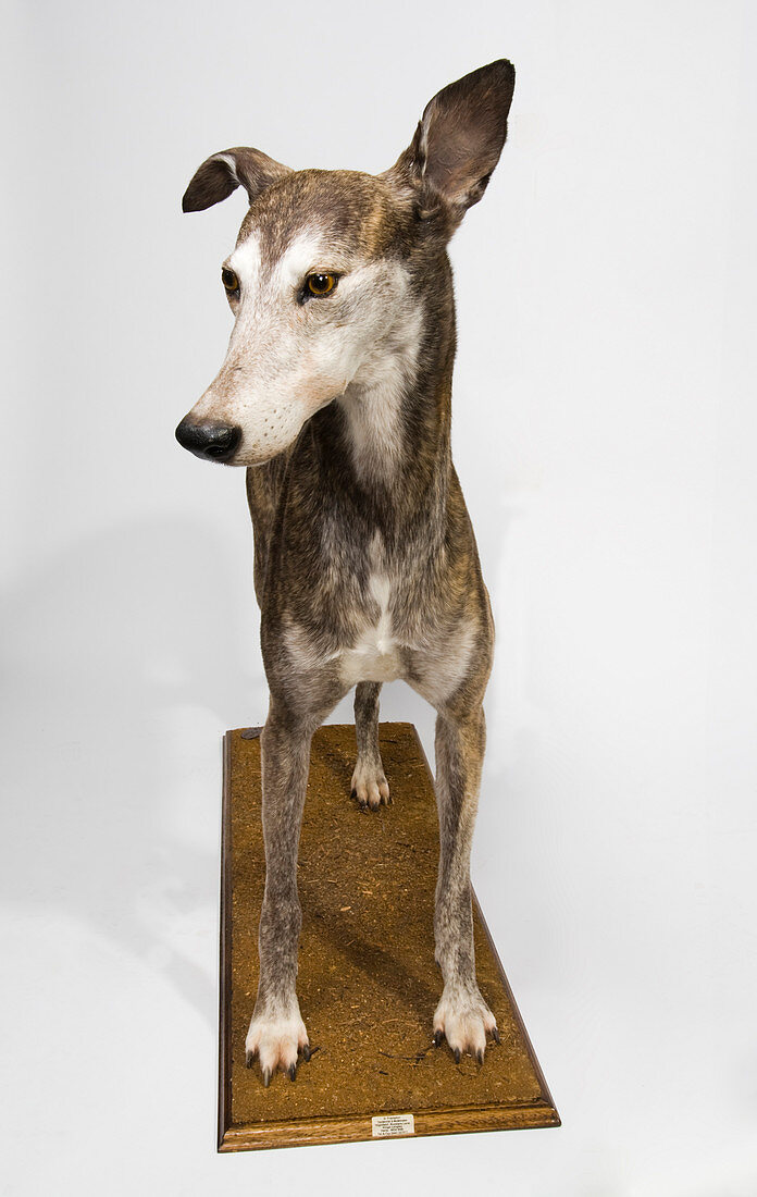 Ballyregan Bob,racing greyhound