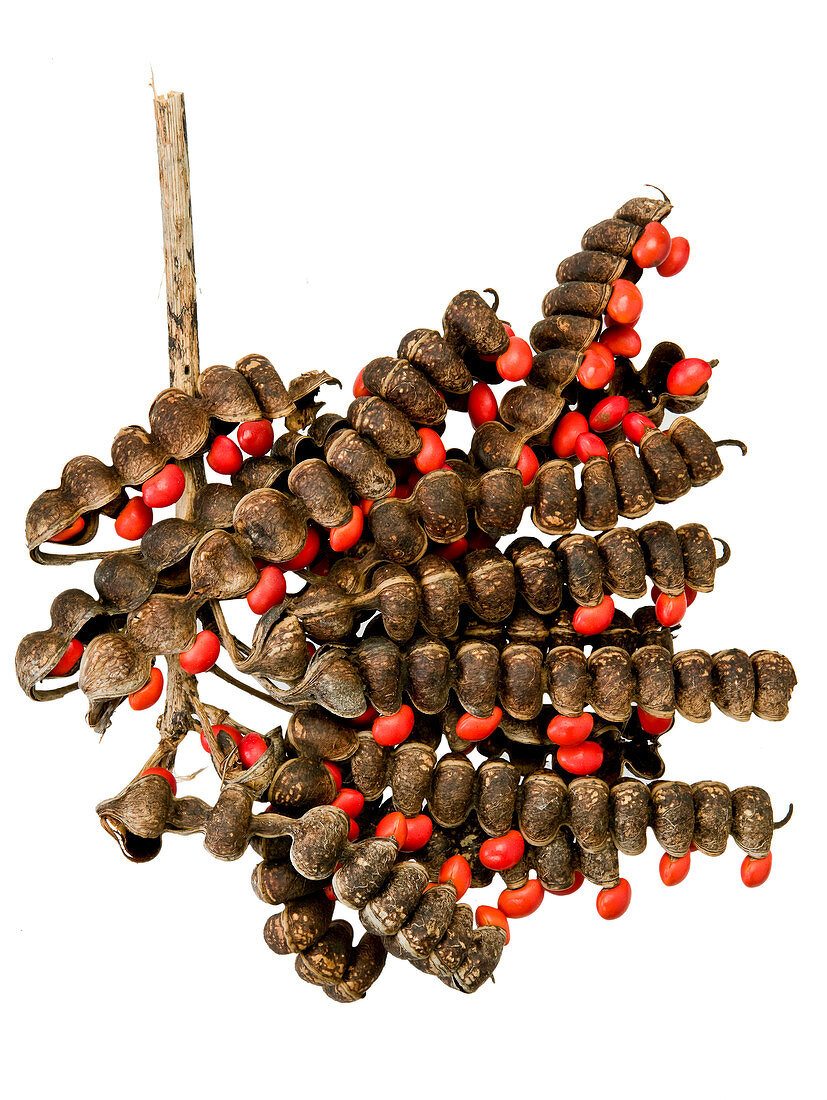 Coral tree seed pods