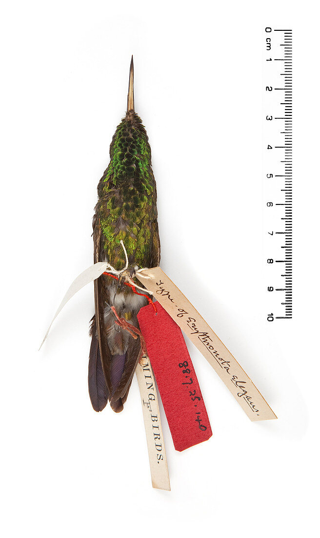 Gould's emerald hummingbird