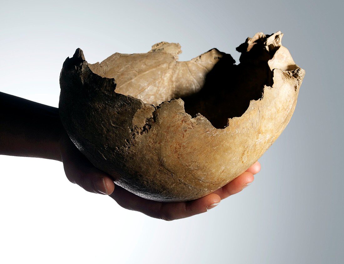 Prehistoric human skull