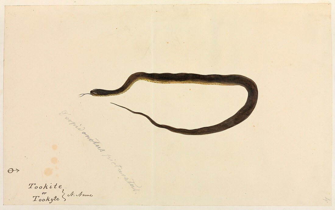 Snake,artwork