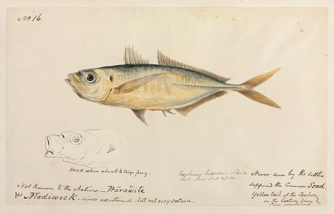 Common scad fish,artwork