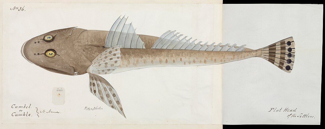Flathead fish,artwork