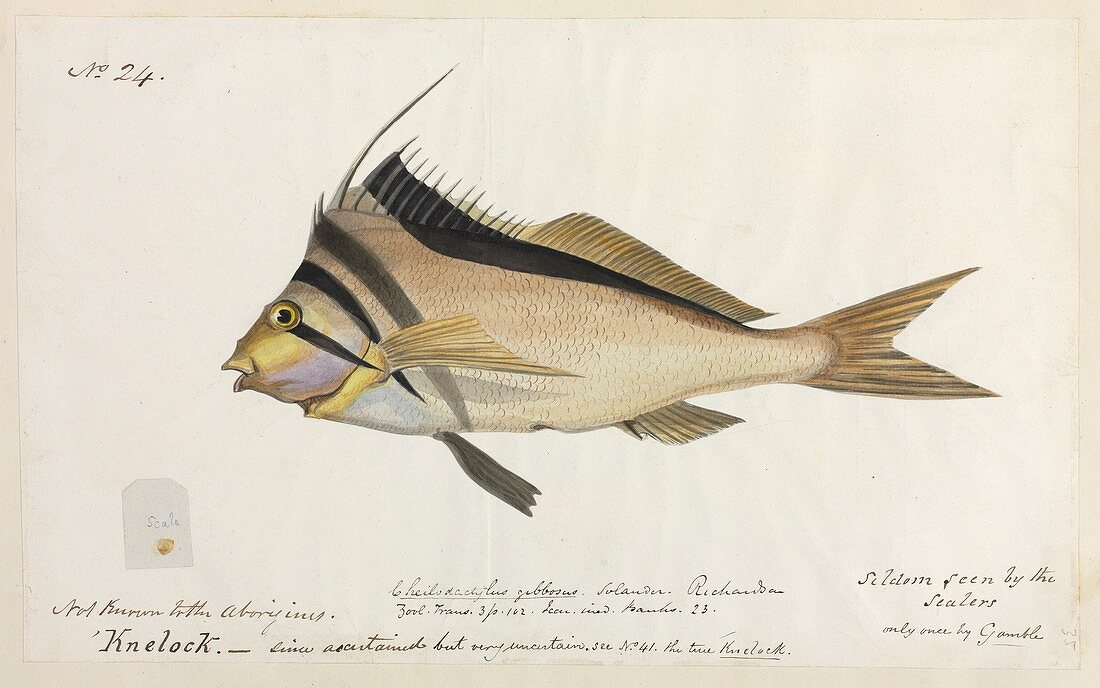 Crested morwong fish,artwork