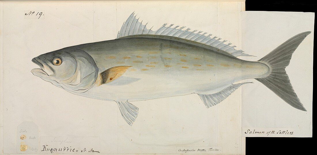 Salmon of the settlers fish ,artwork