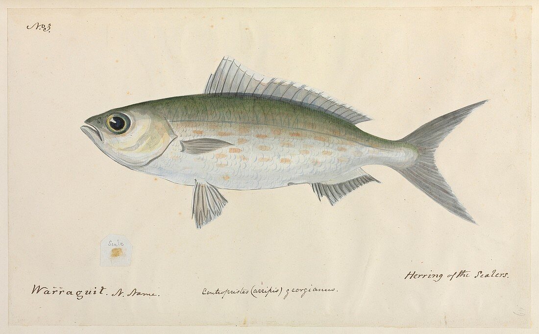 Herring fish,artwork