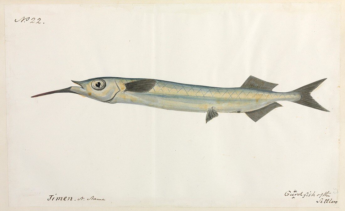 Guardfish,artwork
