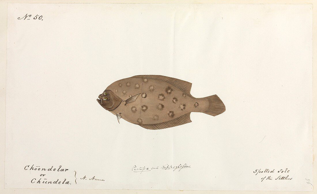 Spotted sole,artwork