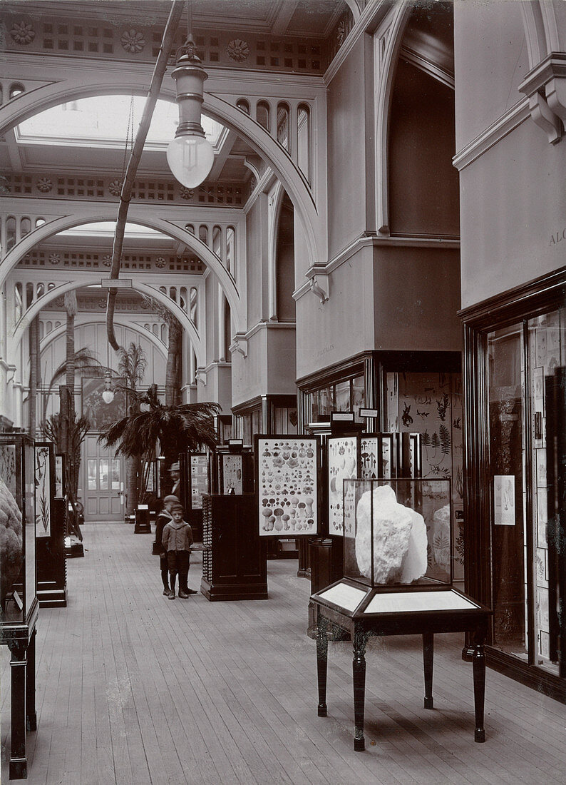 Natural History Museum gallery,1911