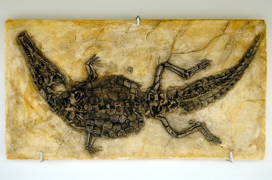 Crocodyliform fossil