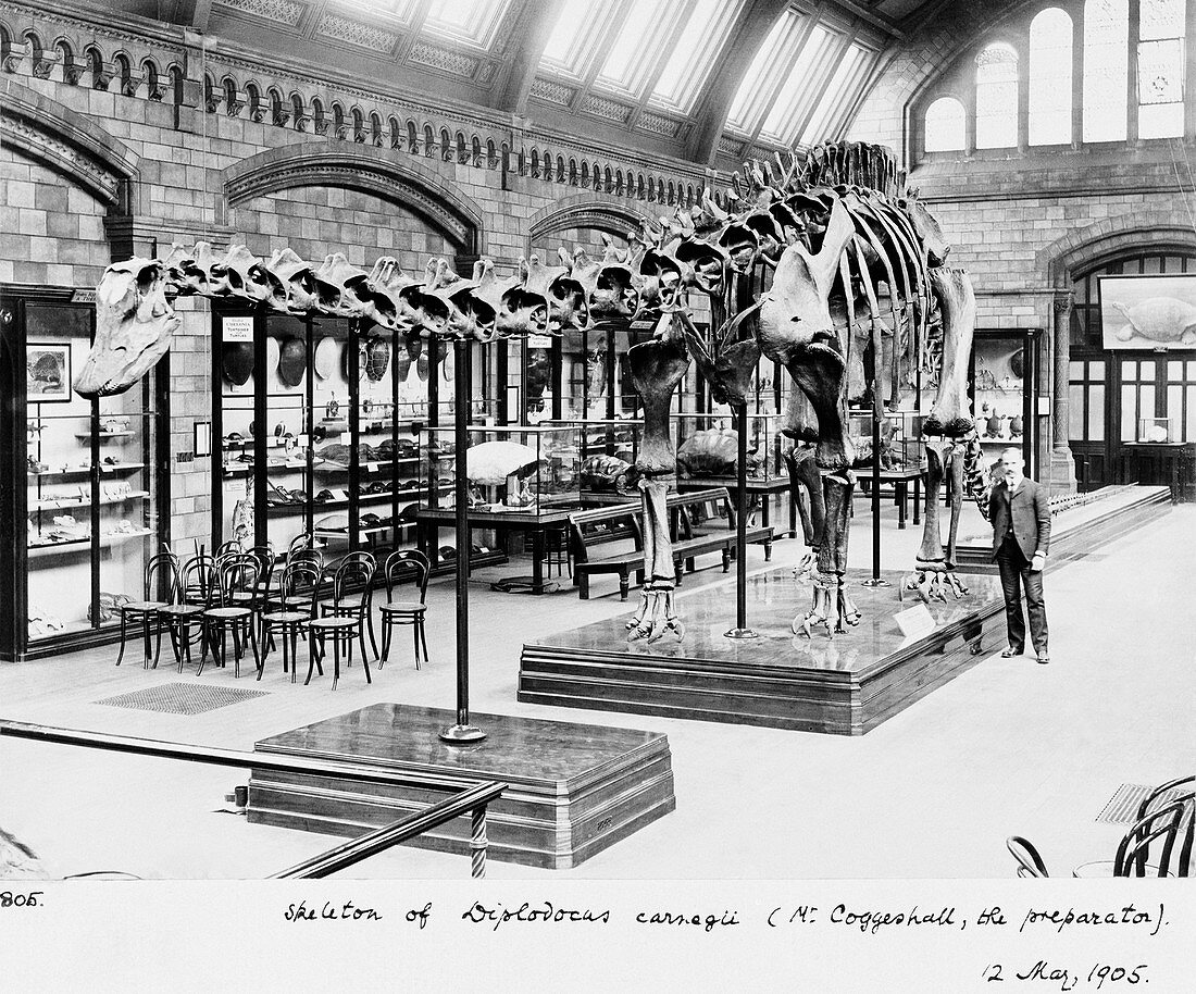 Natural History Museum's Diplodocus,1905