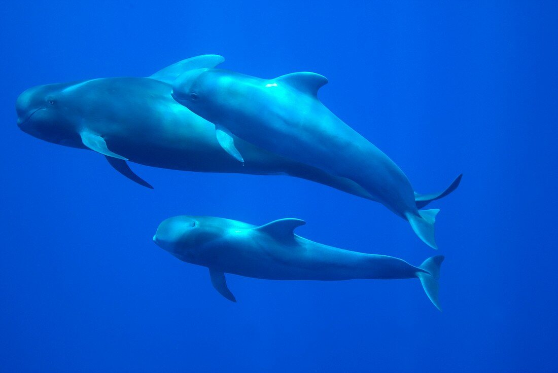 Short-finned pilot whale adult and calves