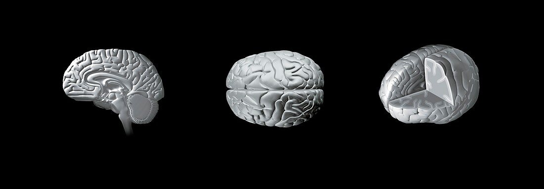 Brain anatomy,artwork