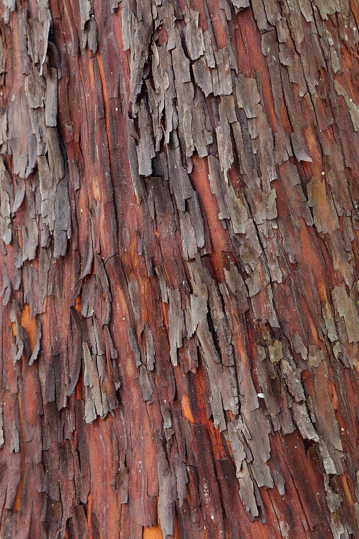 Strawberry tree bark (Arbutus unedo)