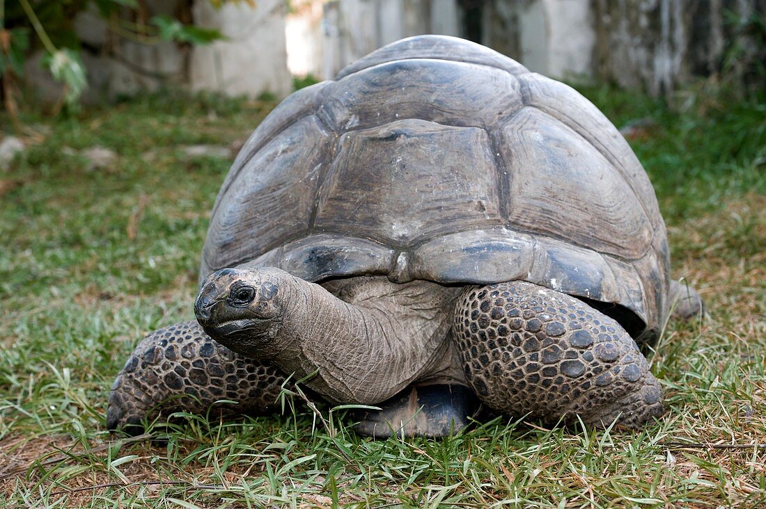 Aldabra giant tortoise