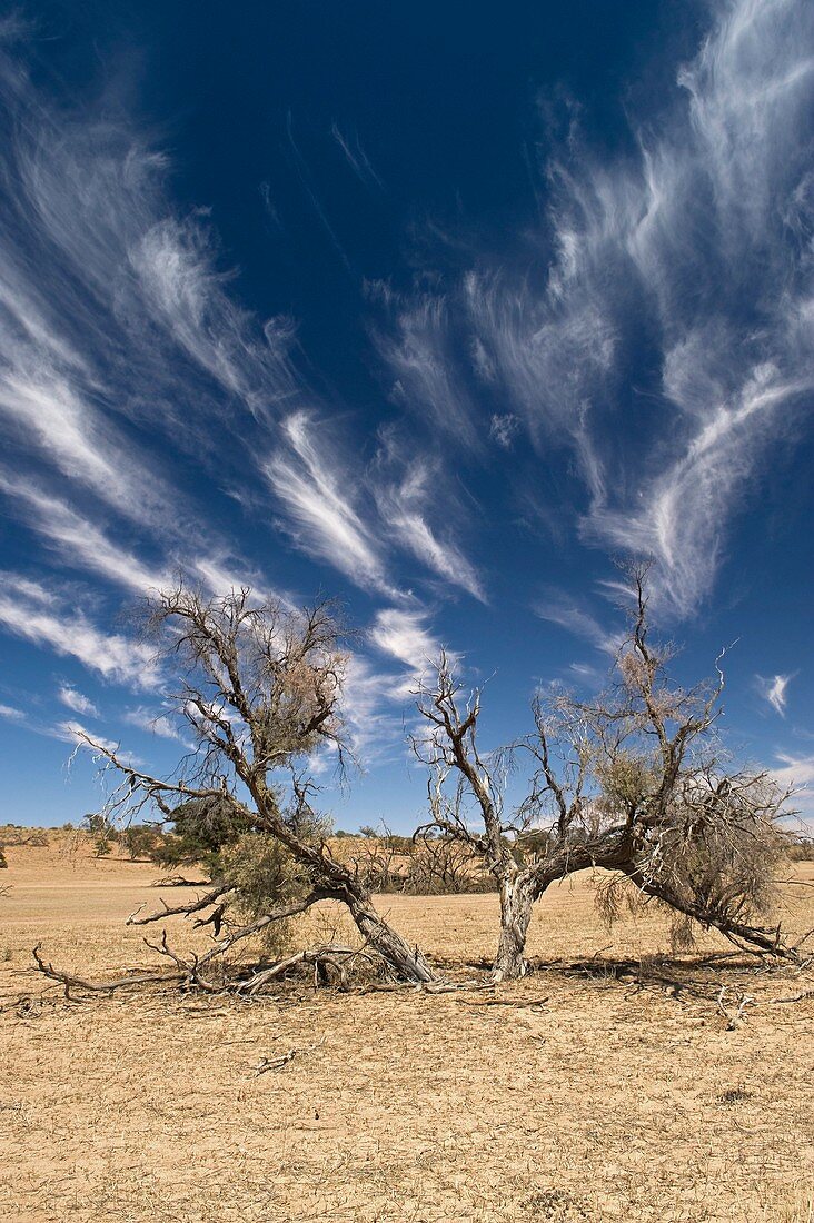 Camelthorn tree (Acacia erioloba)