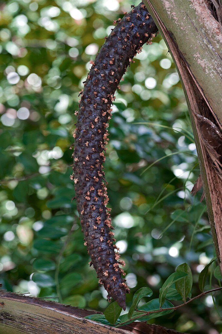 Coco de mer (Lodoicea maldivica) catkin