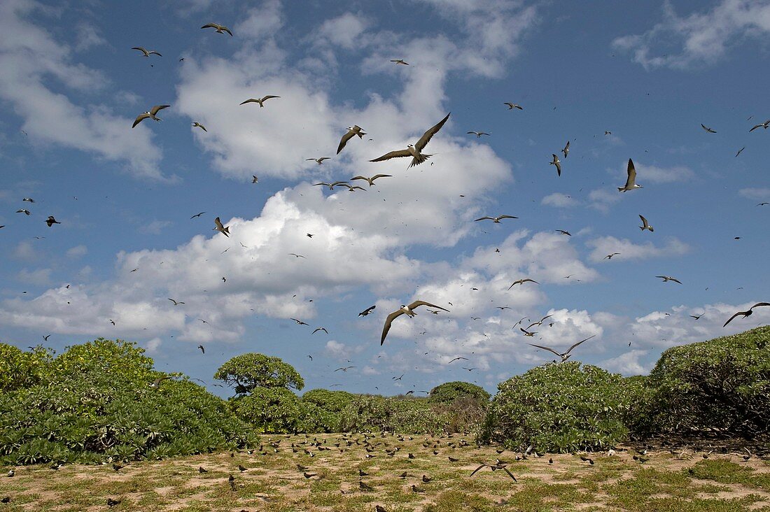 Sooty tern colony in flight