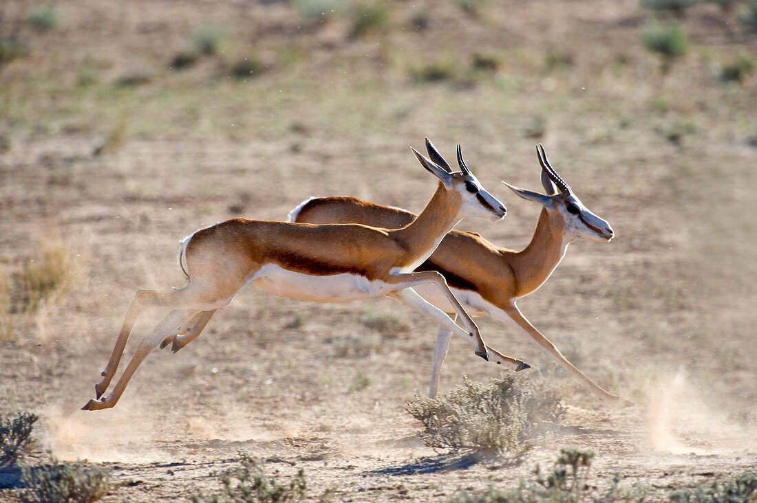 Springboks running