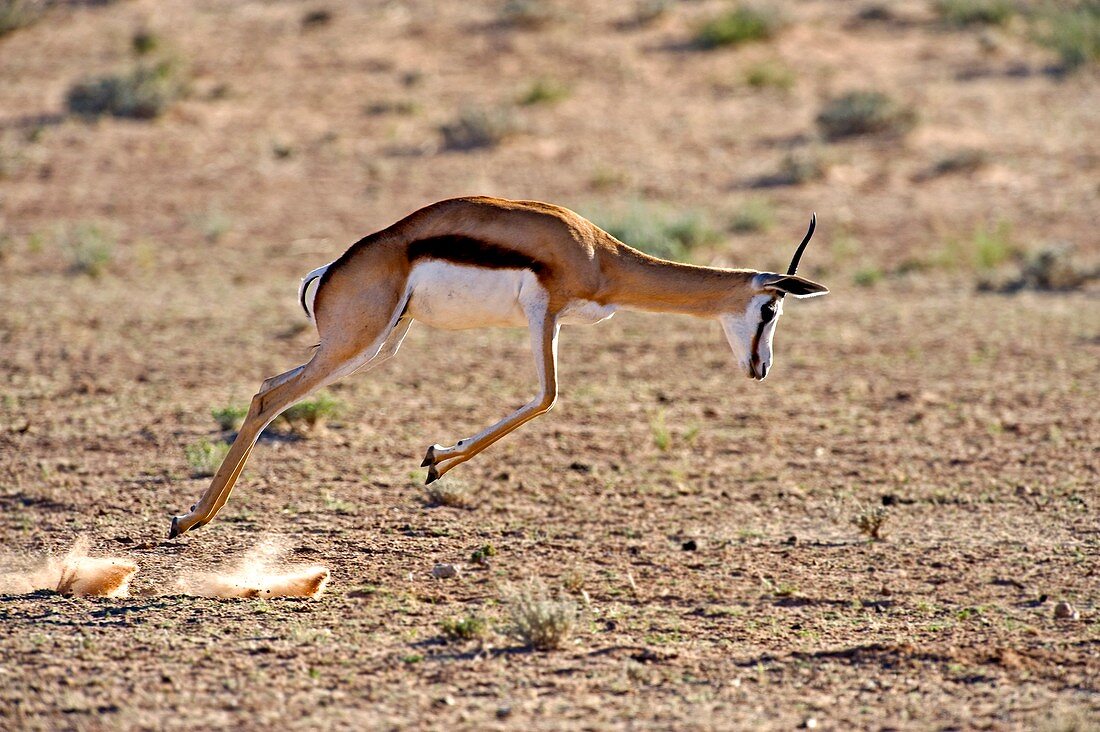 Springbok leaping