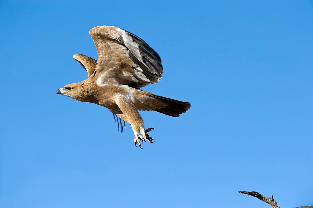 Tawny eagle in flight