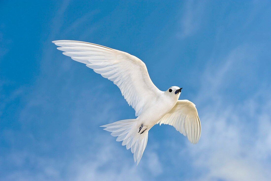 White tern in flight