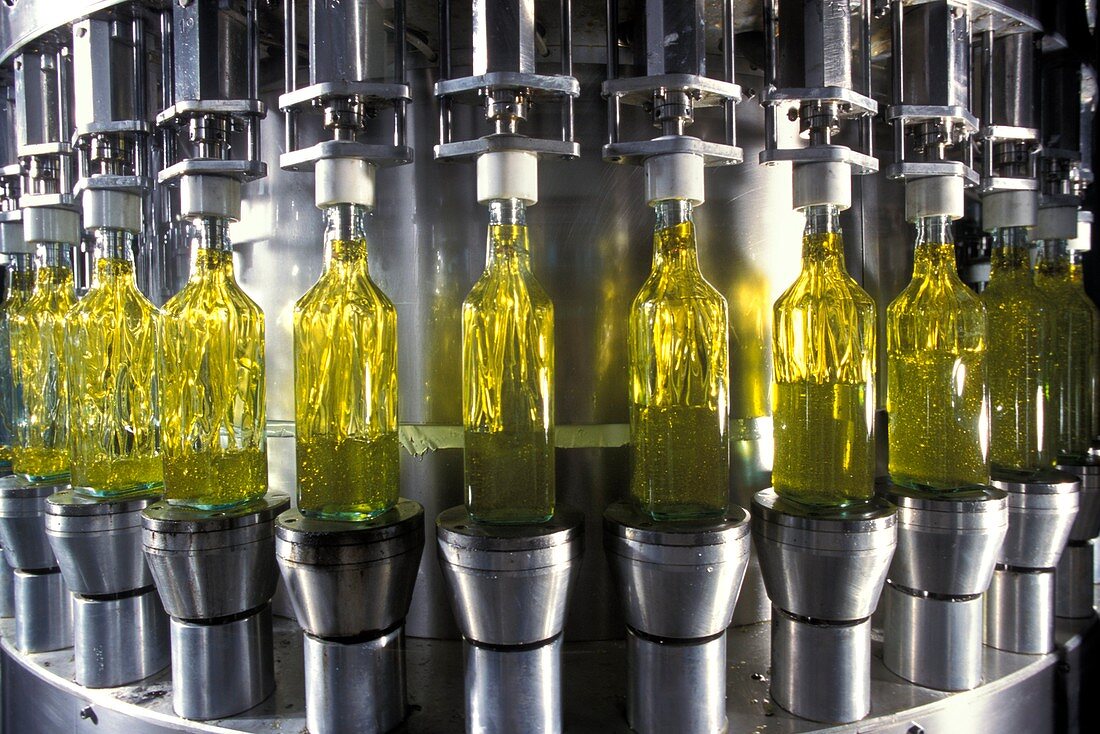 Olive oil production,Italy