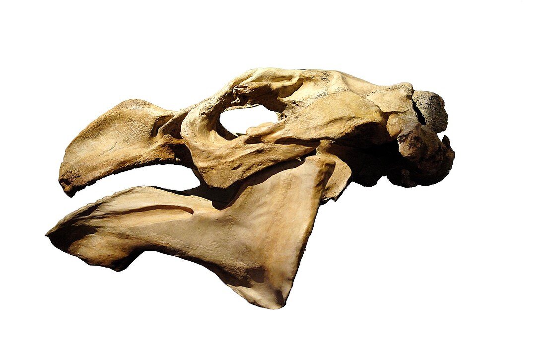 Steller's sea cow skull
