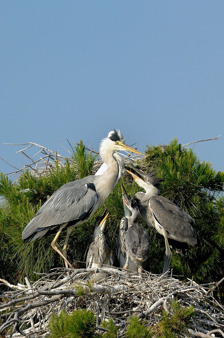 Grey herons raising chicks