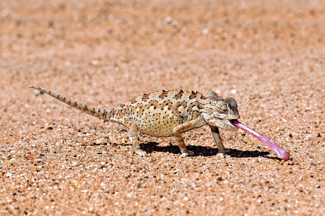 Namaqua chameleon catching prey