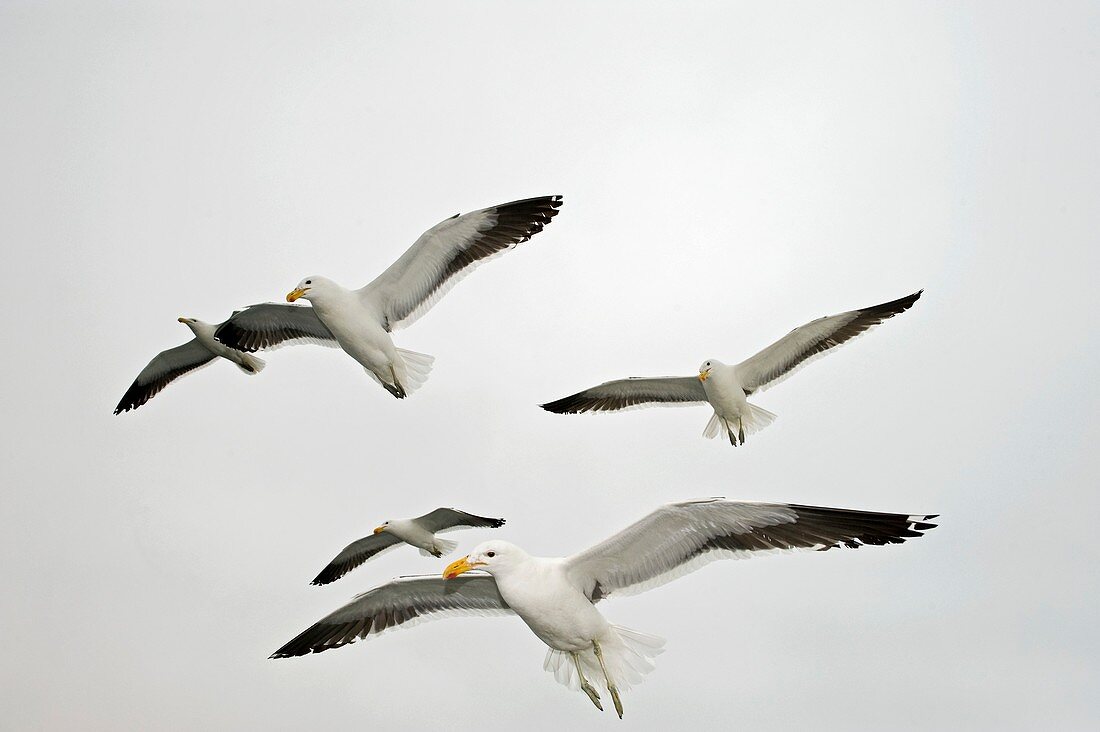 Kelp gulls